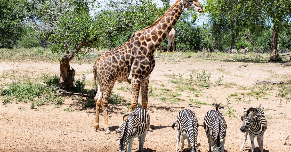 Most luxurious Bars/Lounges and overall night spots in South Africa [closed] - Zebra Standing on Brown Field