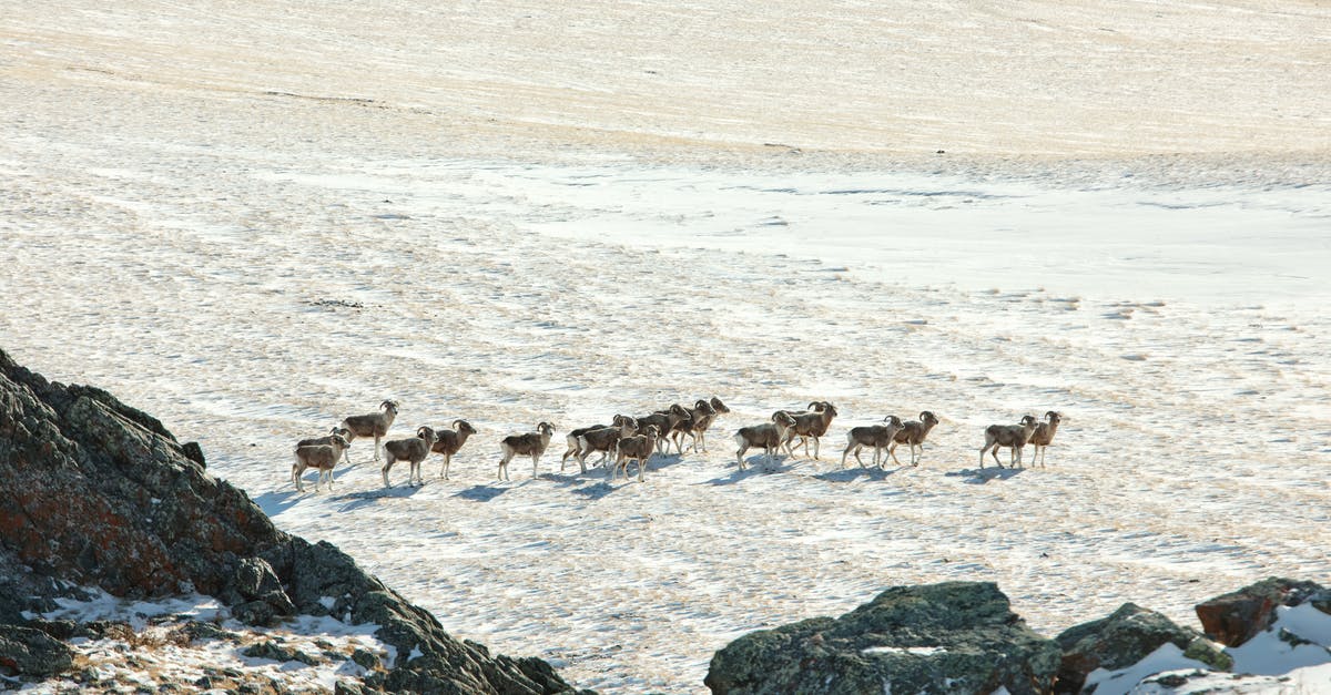 Mount Etna: from Nicolosi to Rifugio Sapienza on foot? - Herd of mountain goats walking on snowy terrain