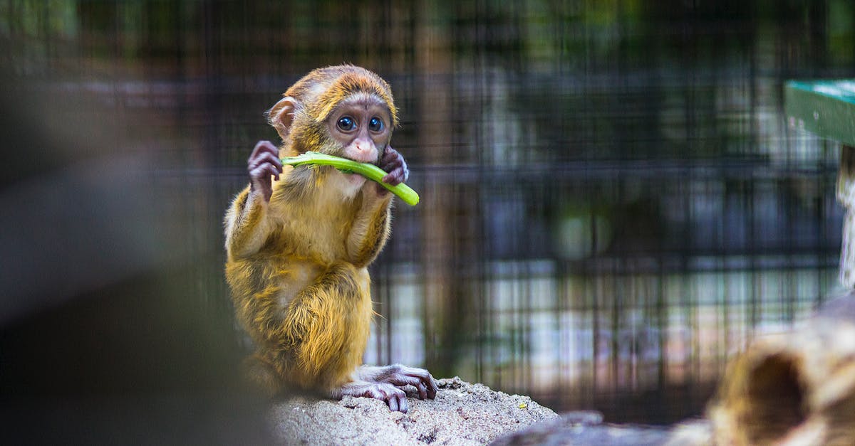 Moving a Piaggio Ape from Germany to Spain [closed] - Photography of a Baby Monkey Eating Vegetable