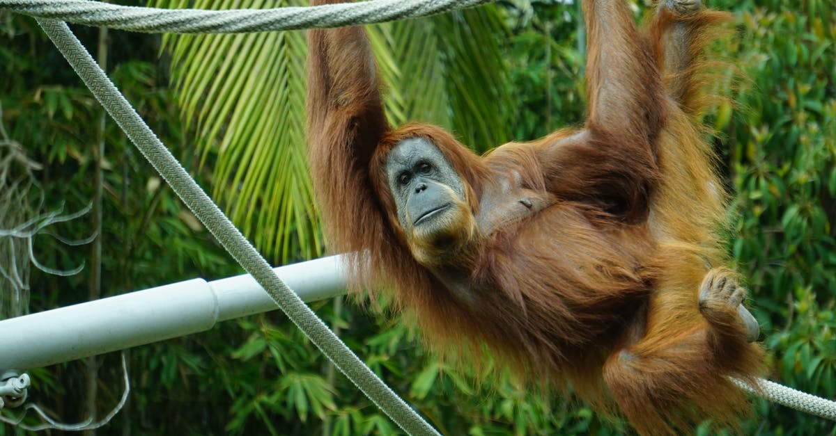 Moving a Piaggio Ape from Germany to Spain [closed] - Brown Primate Hanging on Tree