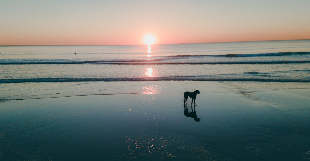 Multiple-entry Schengen visa for France and Portugal - Dog On Seashore