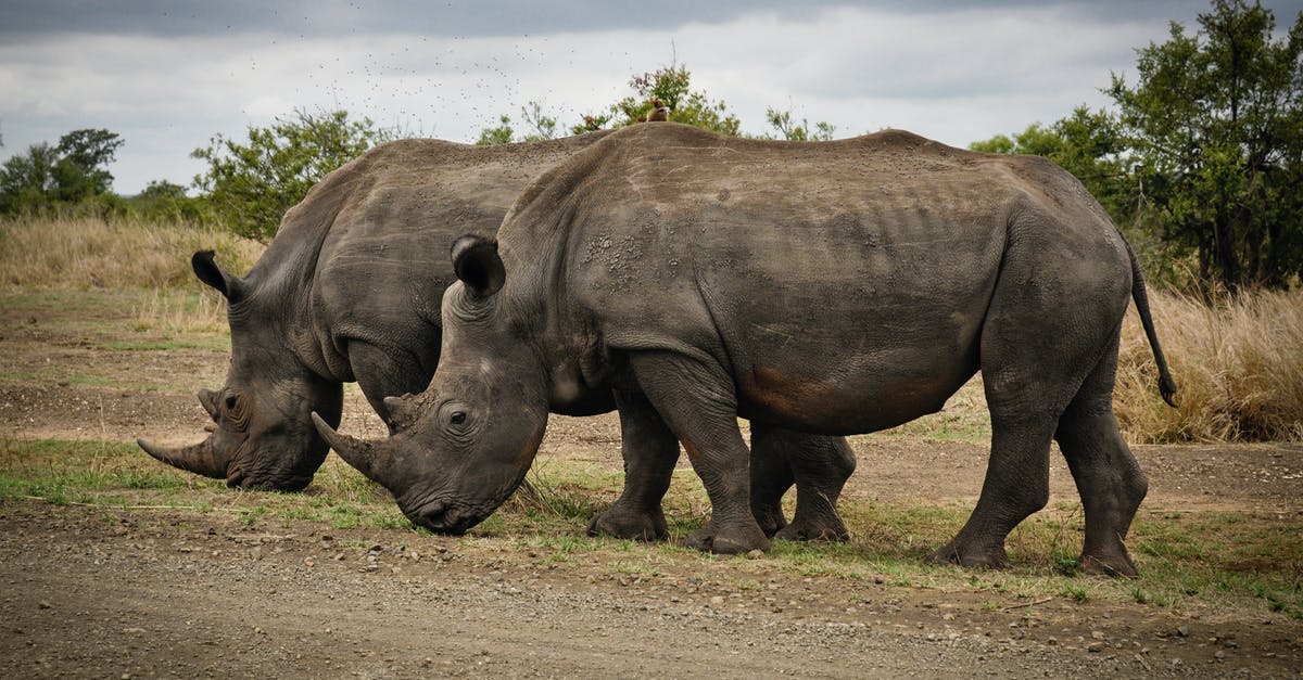 Must I provide proof of onward travel when entering South Africa? - Two Rhino on Gray Field