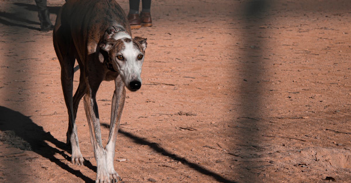 My UK train in 2 weeks got canceled, can I trust the train will go if I book another one for the same day - Brown Galgo Espanol with white bits on snout and thin longer legs having stroll through street covered with sand