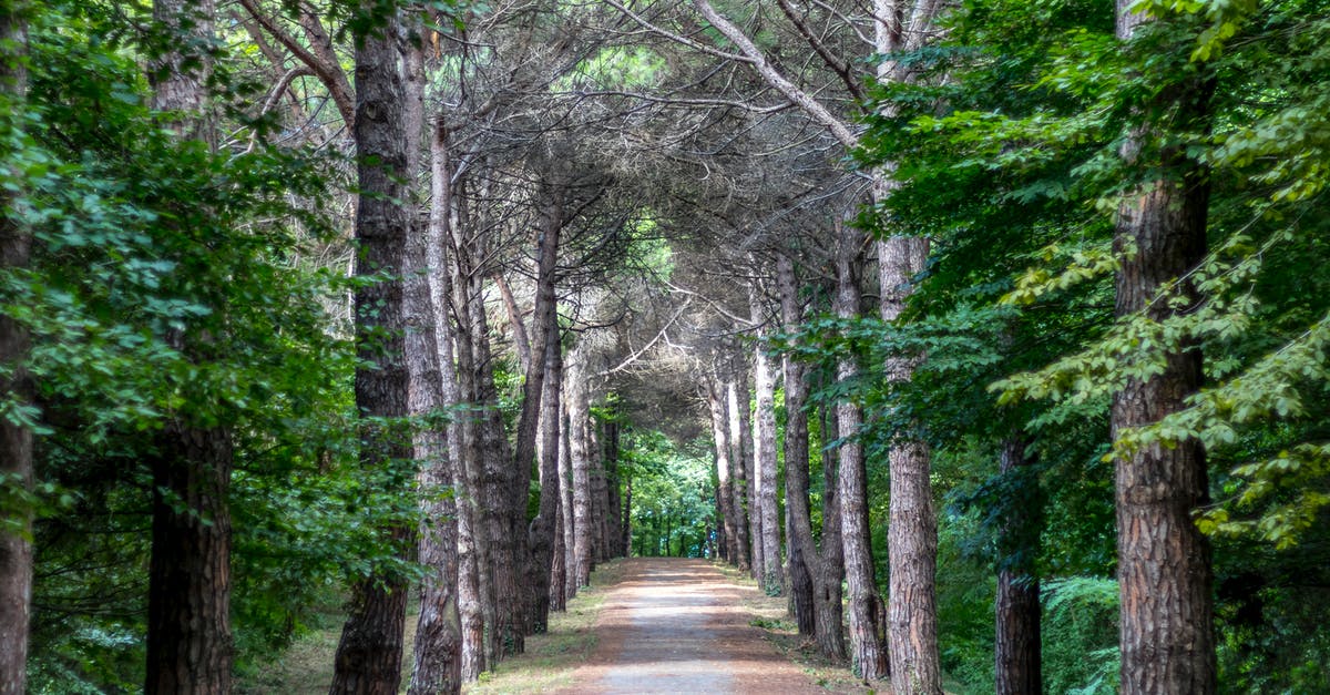 Name discrepencies between passports - Road between Trees