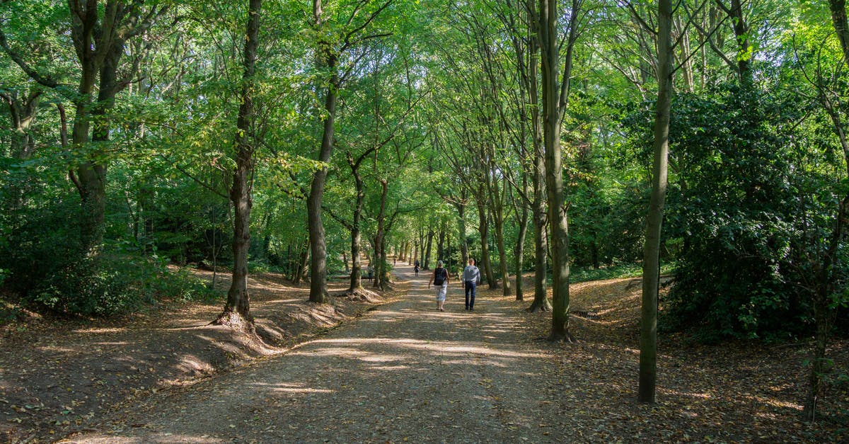 Need guidance on UK visitor visa application questions - People Walking in the Middle of a Forest