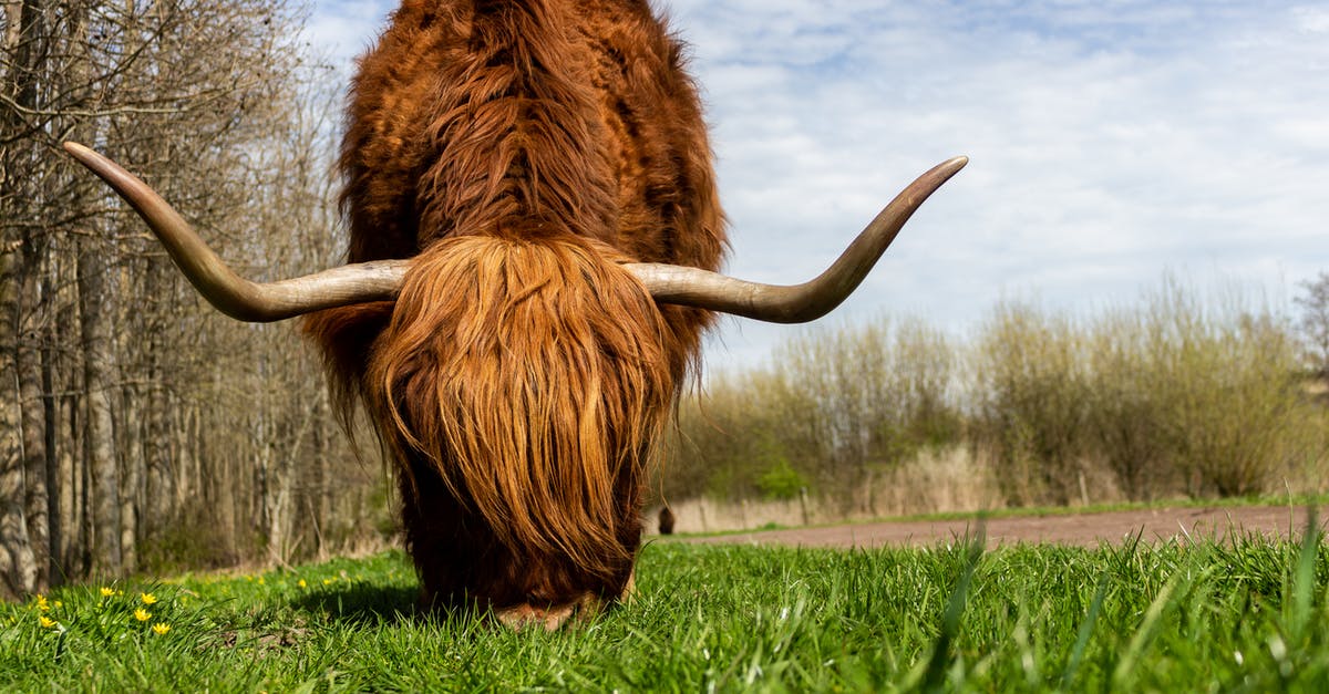 Netherlands import fee refund when leaving country with stuff - Shallow Focus Photography of Brown Highland Cow