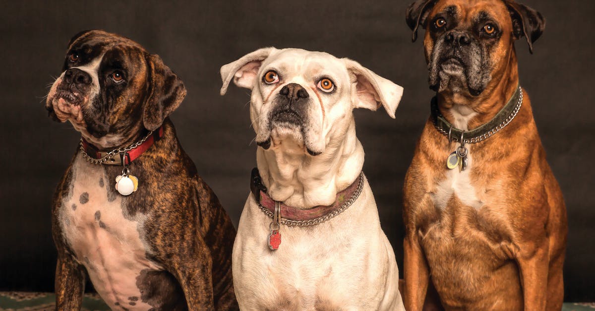 Nicknames for dogs in Peru [closed] - Photography of Three Dogs Looking Up