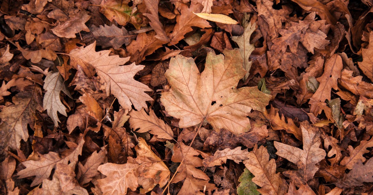 No later than which week in October should autumn foliage be seen, in Ontario? - Brown Leaf