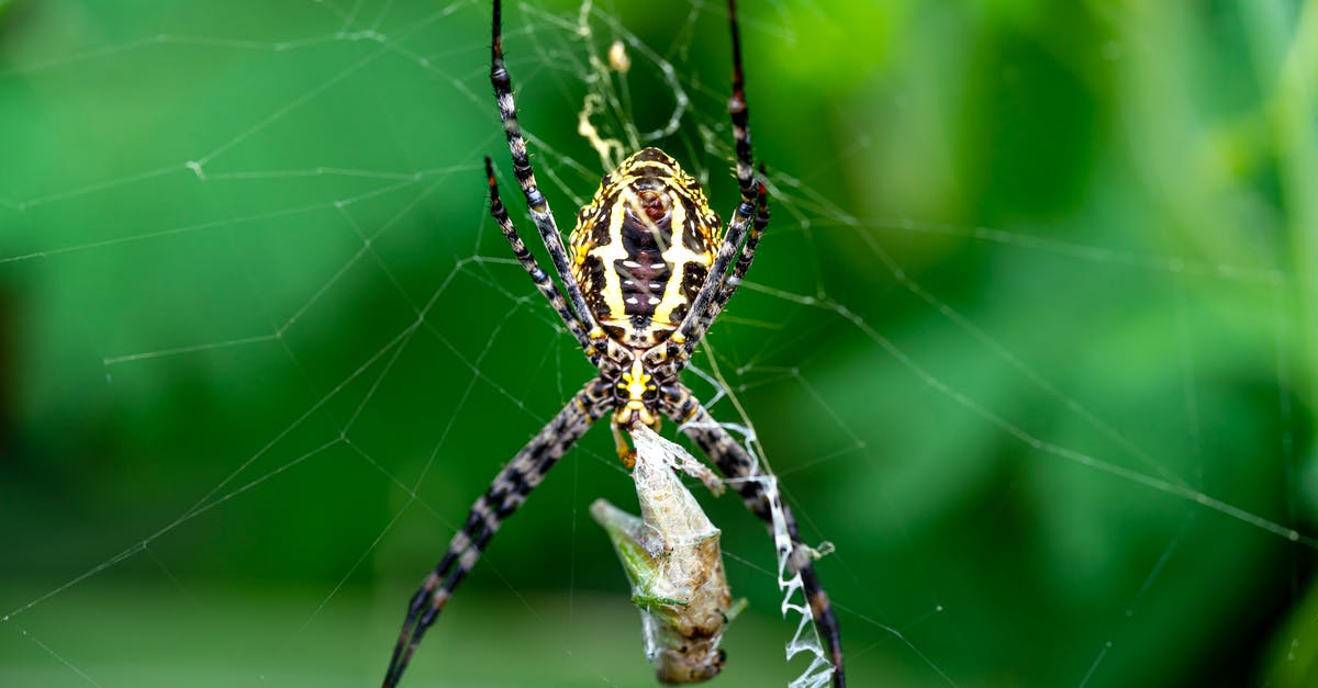 Non-commercial long 7 day retreats in Japan? - Banded garden spider or Argiope trifasciata on web on green background and wrapping prey in cocoon from cobweb in summer day