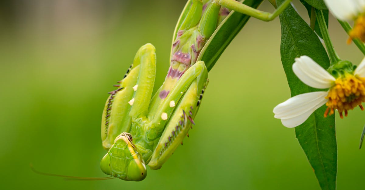 Non-commercial long 7 day retreats in Japan? - Big European mantis hanging on plant with long leaves and white flowers in summer day in nature on green background