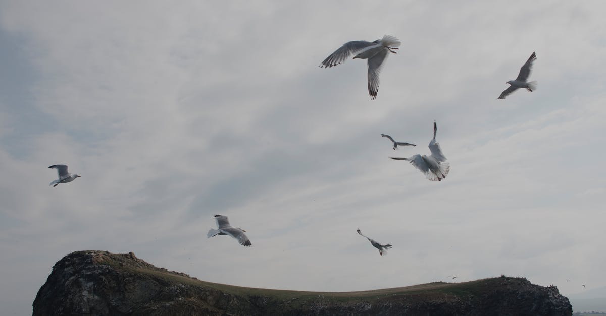 Not Authorized ESTA, flying tomorrow - White Birds Flying over the Brown and Green Mountain