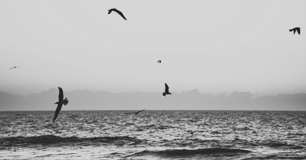 Not flying all legs of a flight with checked bags - Silhouette of Birds Flying over the Sea