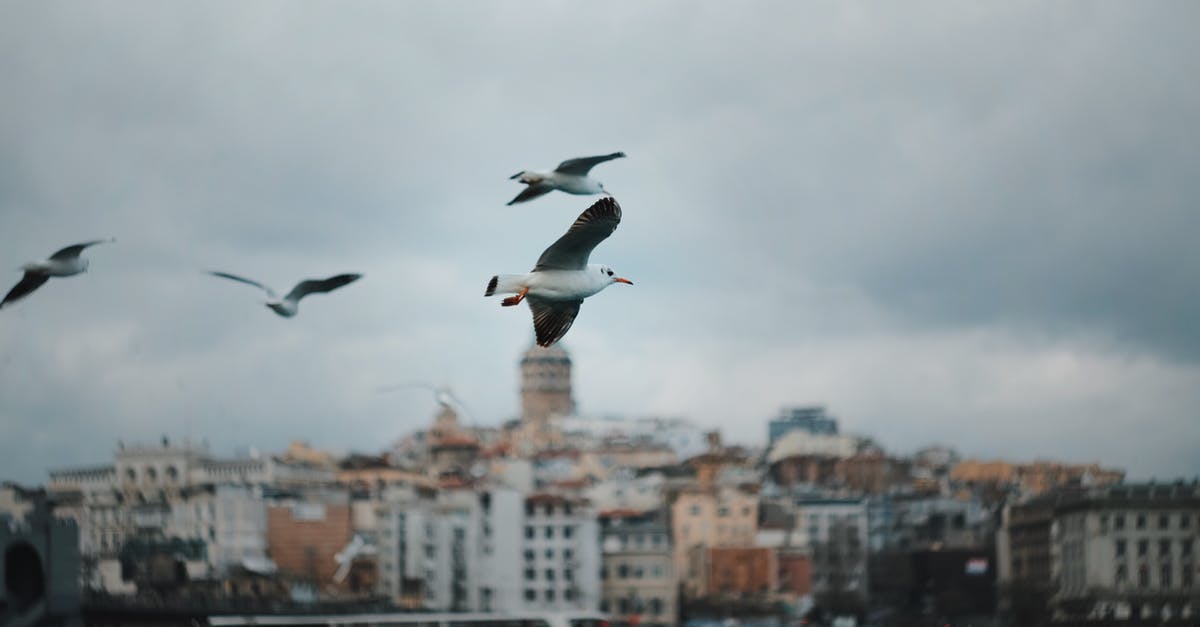 Not flying all legs of a flight with checked bags - White Bird Flying over City Buildings