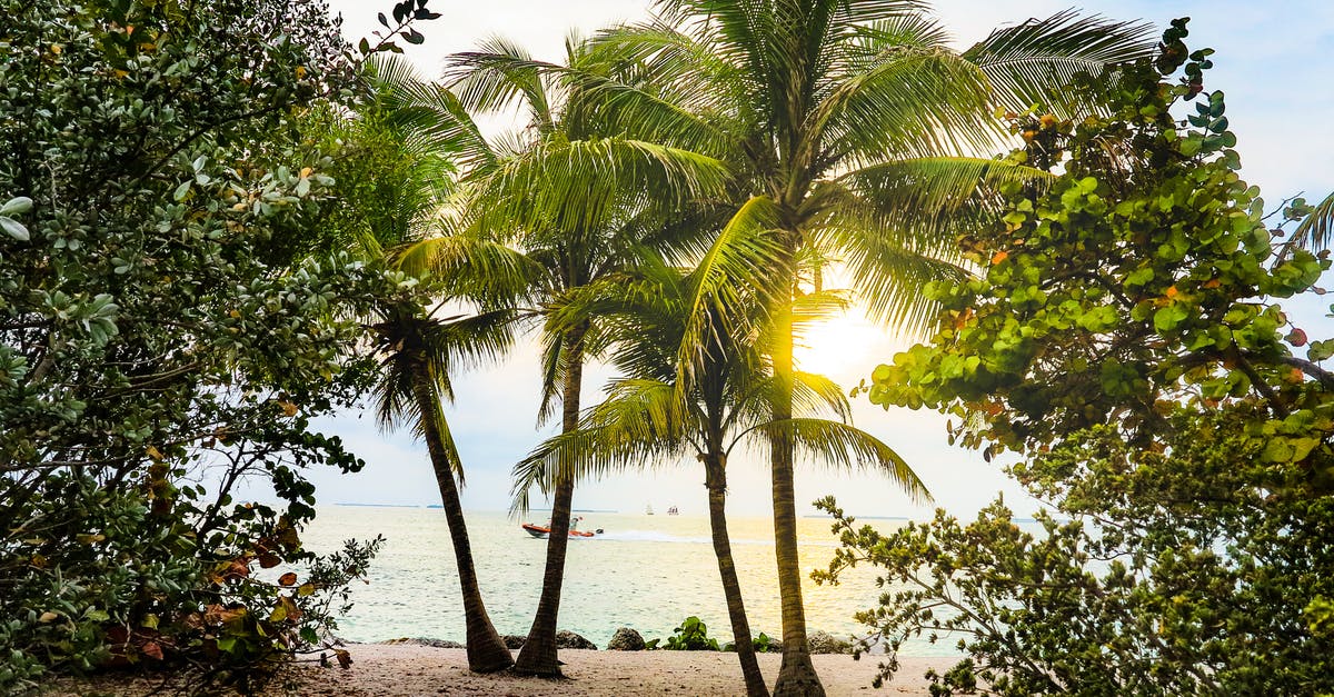 Notifying banks of travel to Florida - Coconut Trees