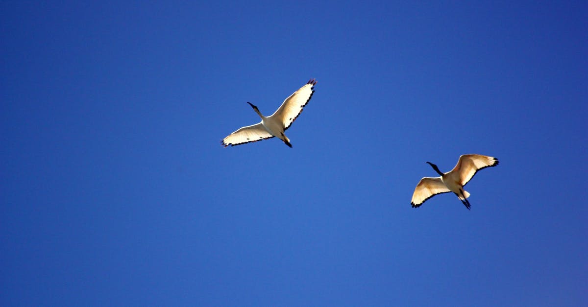 On what tickets or flights are Flying Blue XP earned? - Sea Gull Flying Under Blue Sky during Daytime