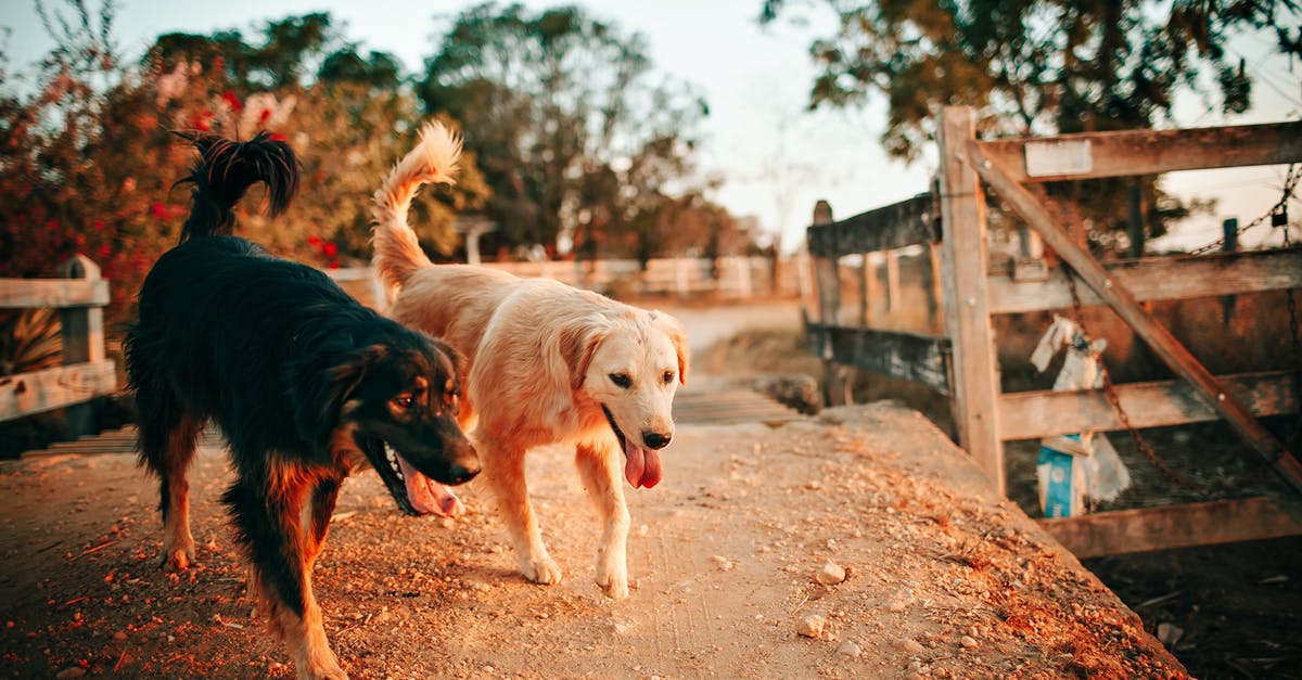 One hour layover LAX domestic flights [duplicate] - Tan and Black Dogs