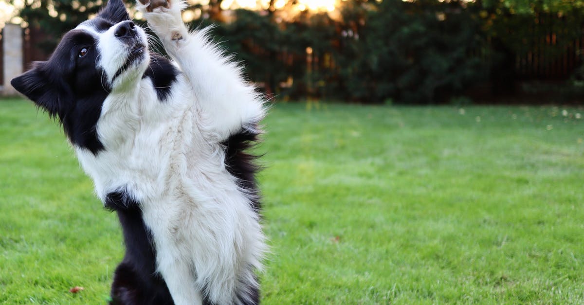 One hour layover LAX domestic flights [duplicate] - Black and White Border Collie with One Leg Raised