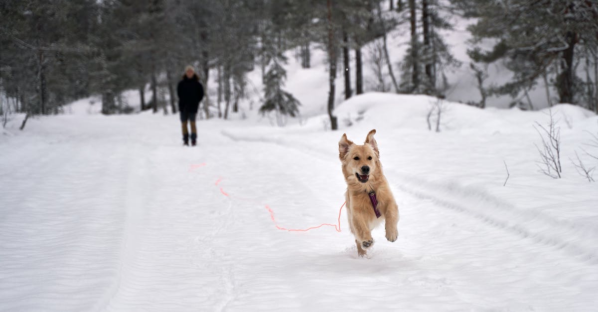 One hour layover LAX domestic flights [duplicate] - Brown and White Short Coated Dog Running on Snow Covered Ground