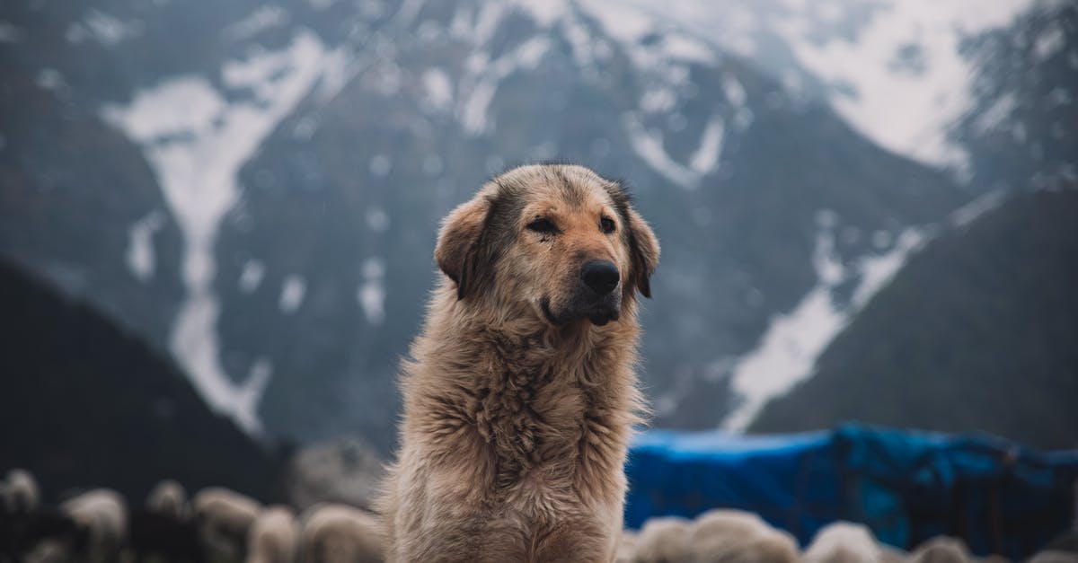 On-site photography workshop in Nepal or India - Close-Up Photo Of Dog