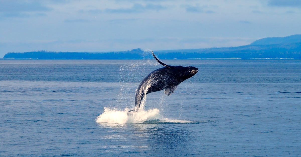 Open water swimming in the Saarland? - Humpback Whale Jumping from the Water in Walvis Bay