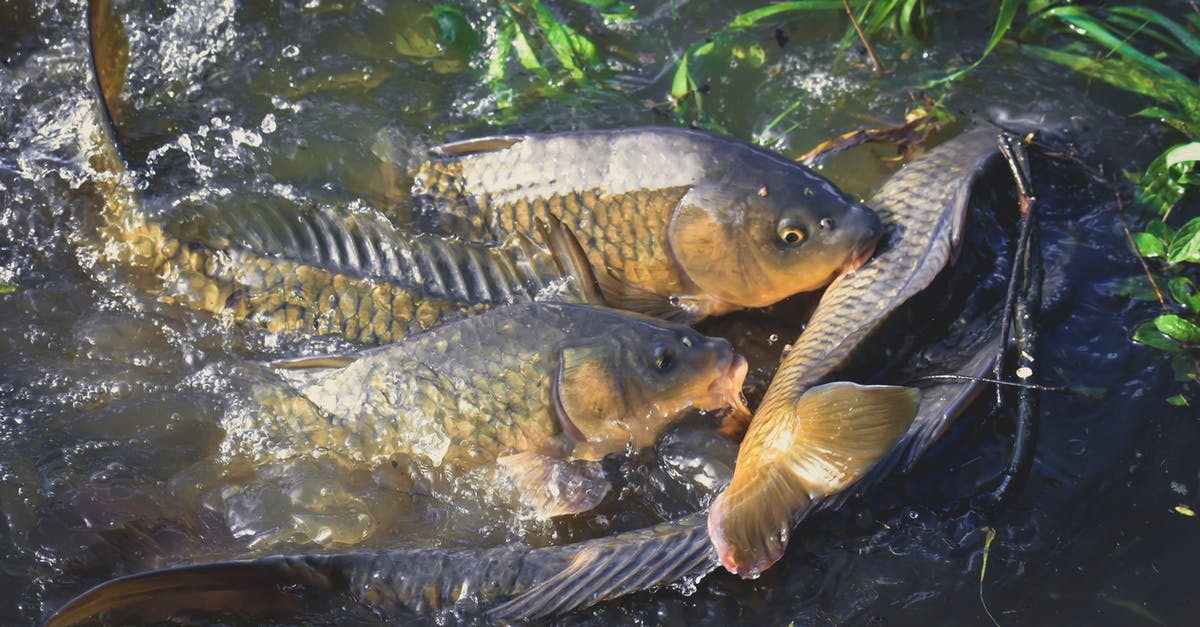 Open water swimming in the Saarland? - From above of bright fish with ornamental scales and open mouths swimming in transparent water with droplets