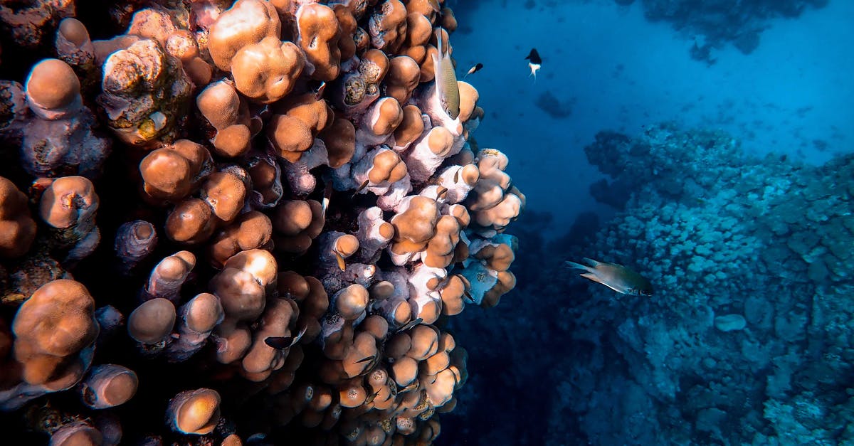 Options for Scuba Diving in Northern Italy? [closed] - Photo Of Fish and Corals Underwater