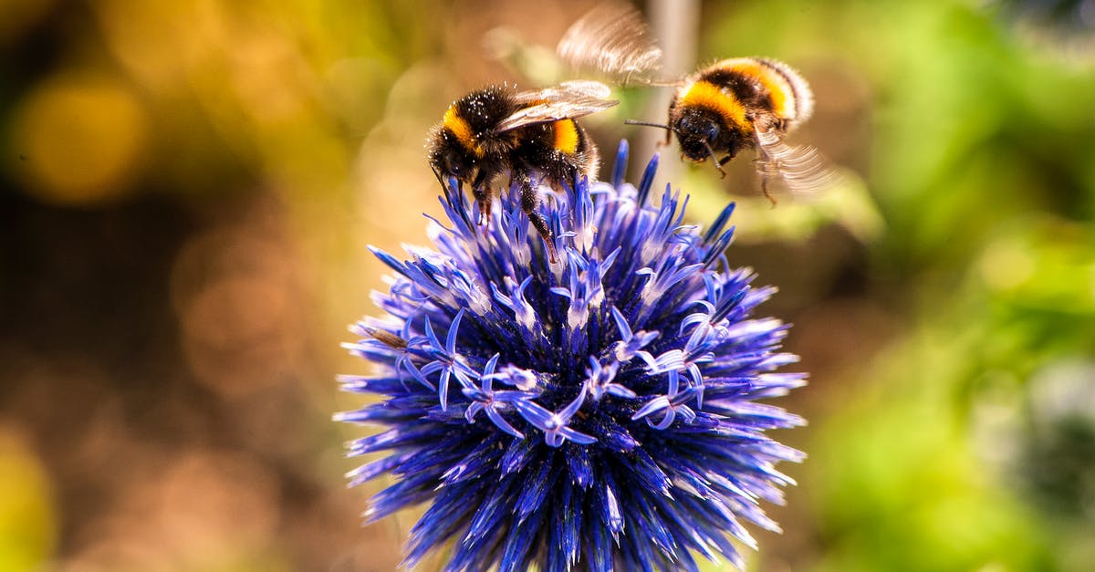 Outbound 500 Inbound 500 // Cancel inbound flight [closed] - Two Bees on Purple Flower