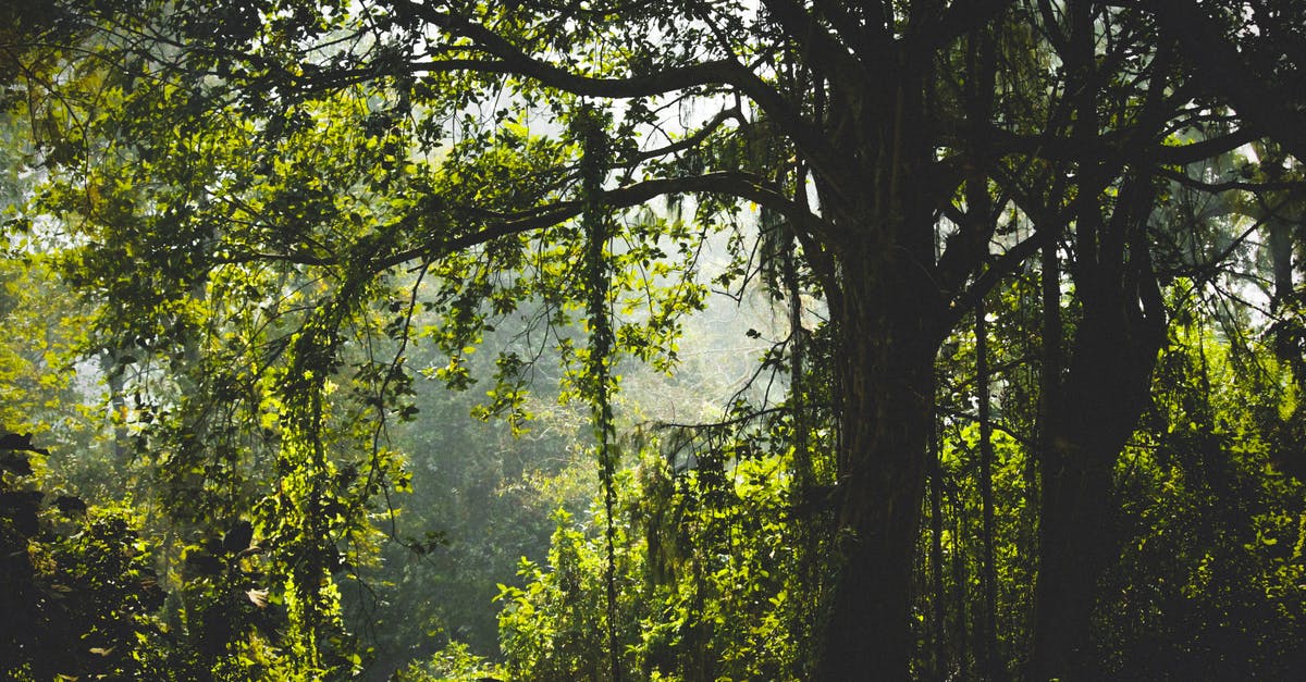 Overstay In India - Green Leafed Tree