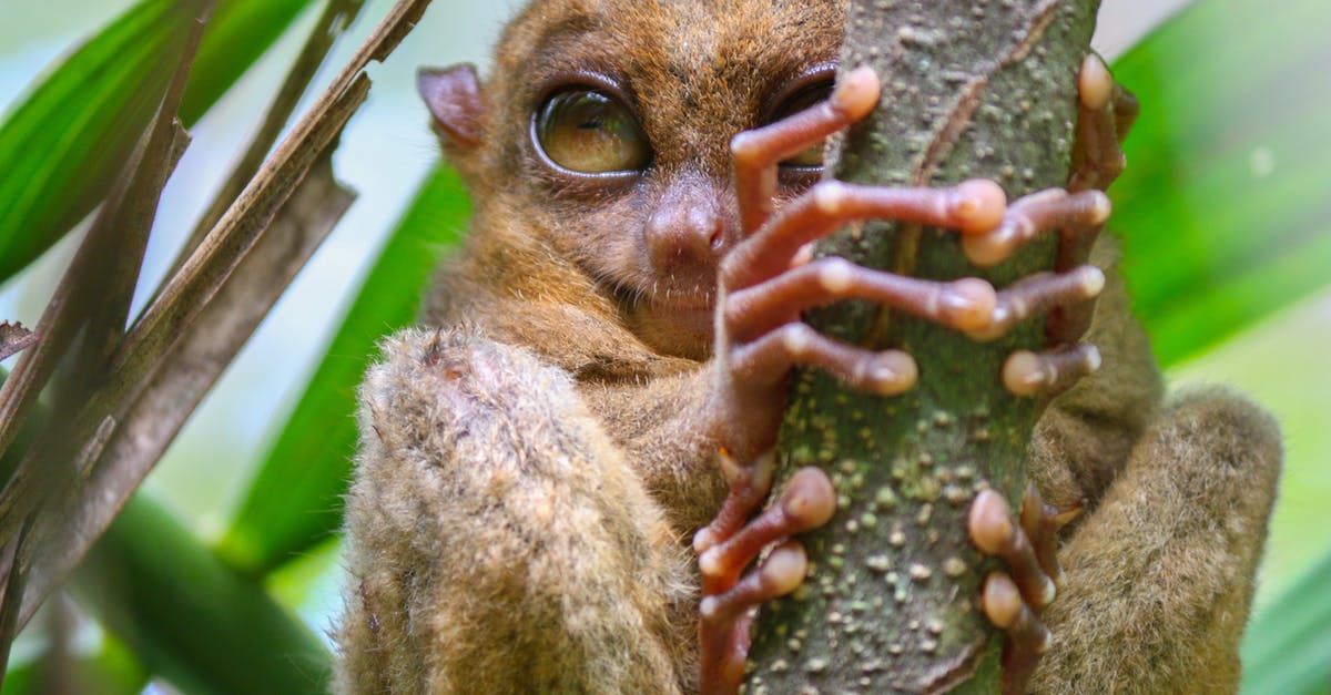 Overstay penalties in Philippines [closed] - Brown Animal Holding the Tree Branch