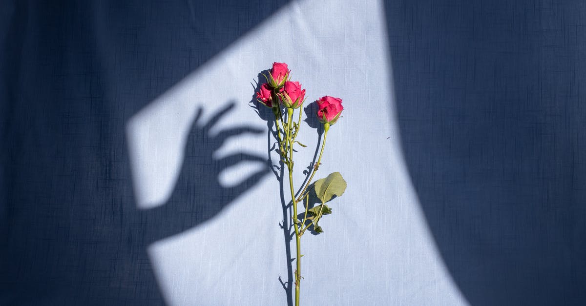 Overstaying grace period and reentering on an ESTA - Composition of graceful female hand shadow touching tender red bush rose branch placed on blue textile in bright sunlight