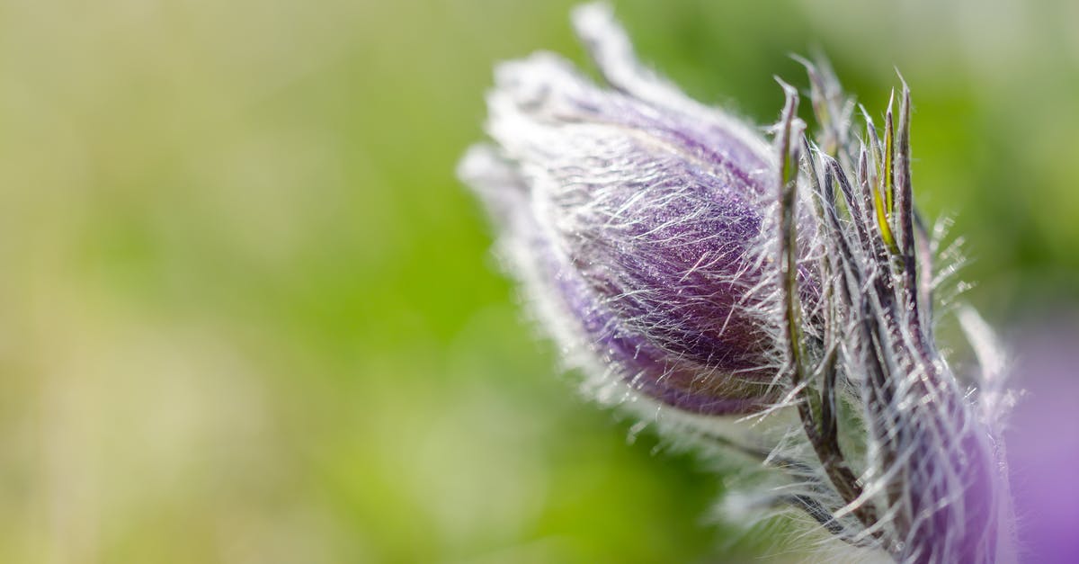 Overstaying In Europe for about 2 years without knowing [closed] - Purple Flower Bud In Macro Photography