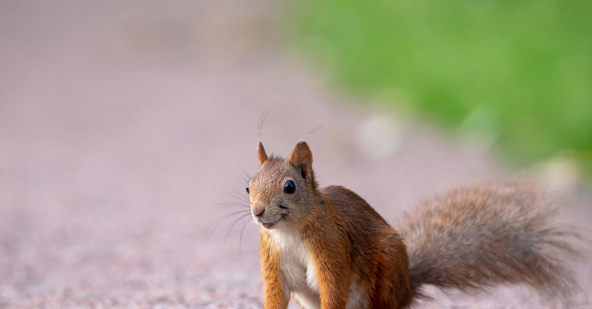 Overstaying In Europe for about 2 years without knowing [closed] - Brown Squirrel on Gray Ground