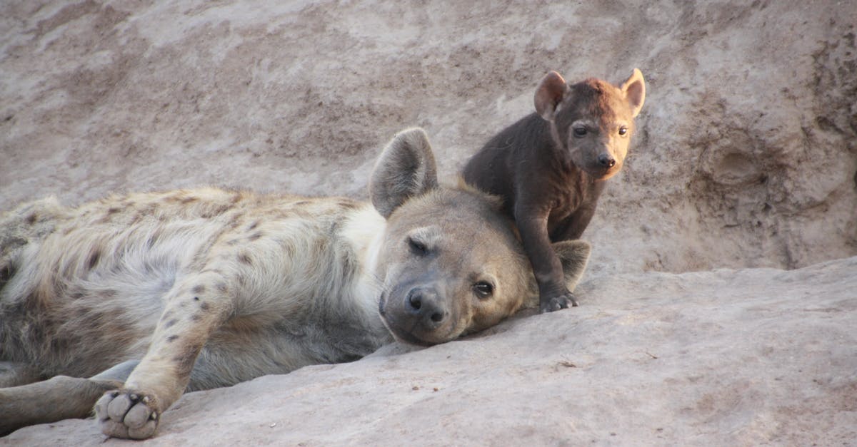 Overstaying in South Africa [closed] - Gray Animal on Focus Photo