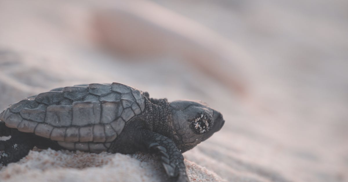 Overstaying Schengen residence permit outside of the issuing country [closed] - Small wild turtle with relief shell crawling on shore with grains of sand in tropical resort on blurred background in nature