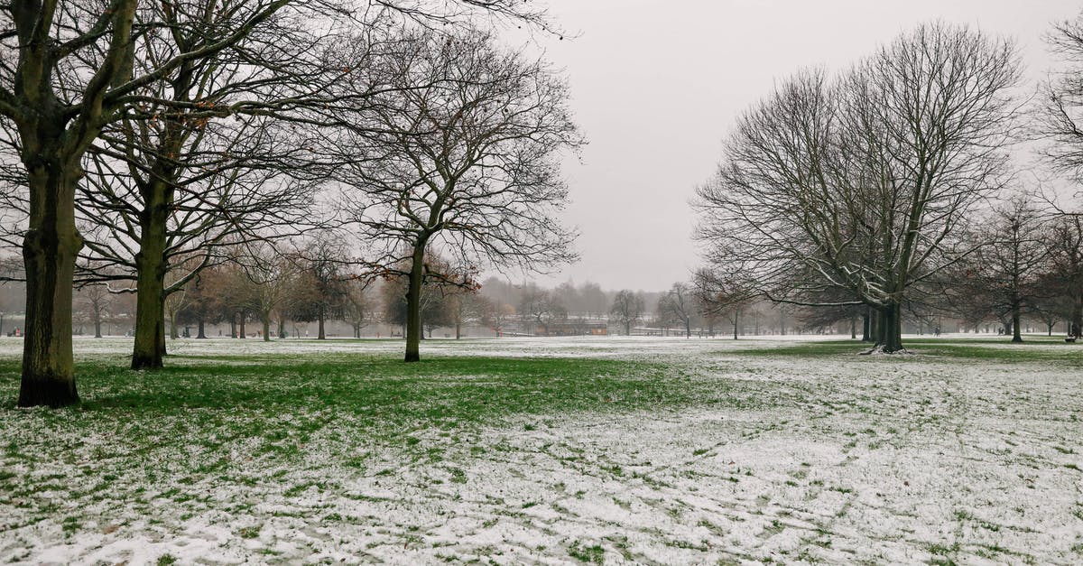 Parking near London - Leafless Trees on Snow Covered Ground