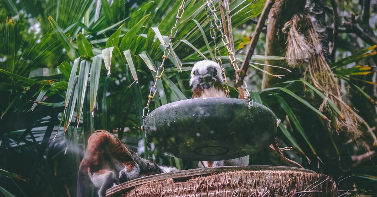 Parks around Manado Sulawesi for viewing plants and animals - Black Feeding Plate