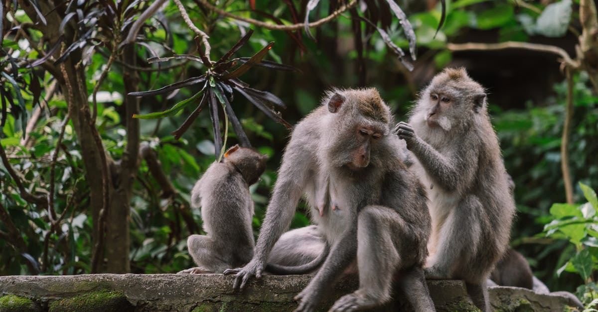 Parks around Manado Sulawesi for viewing plants and animals - Monkeys Sitting on a Tree Branch