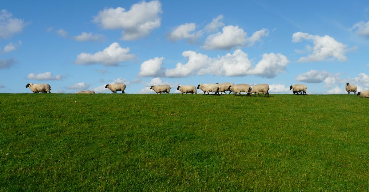 Parts of Scotland without sheep - 11 White Sheep in the Grass Field