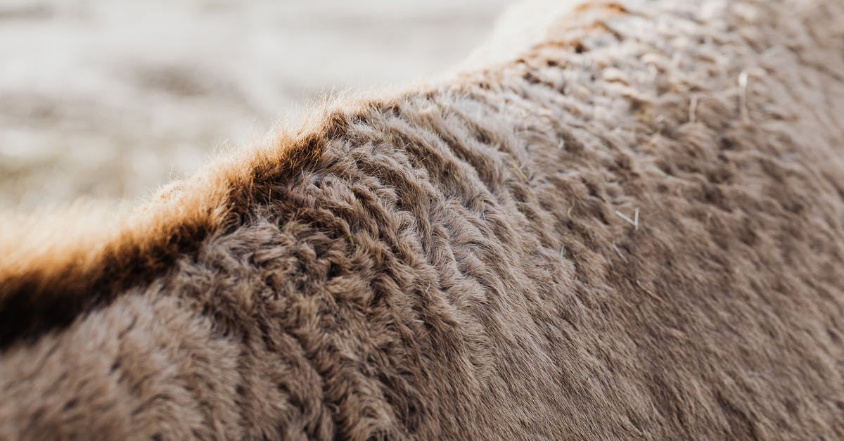 Parts of Scotland without sheep - Brown Animal on Gray Sand