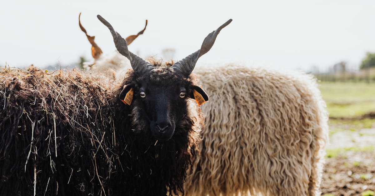 Parts of Scotland without sheep - Black Sheep on Brown Grass Field