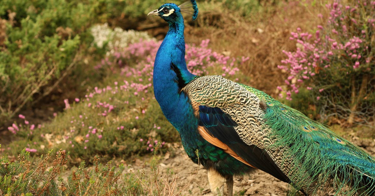 Peacock feather a prohibited item? - Blue Green and Orange Peacock Standing in the Ground during Daytime