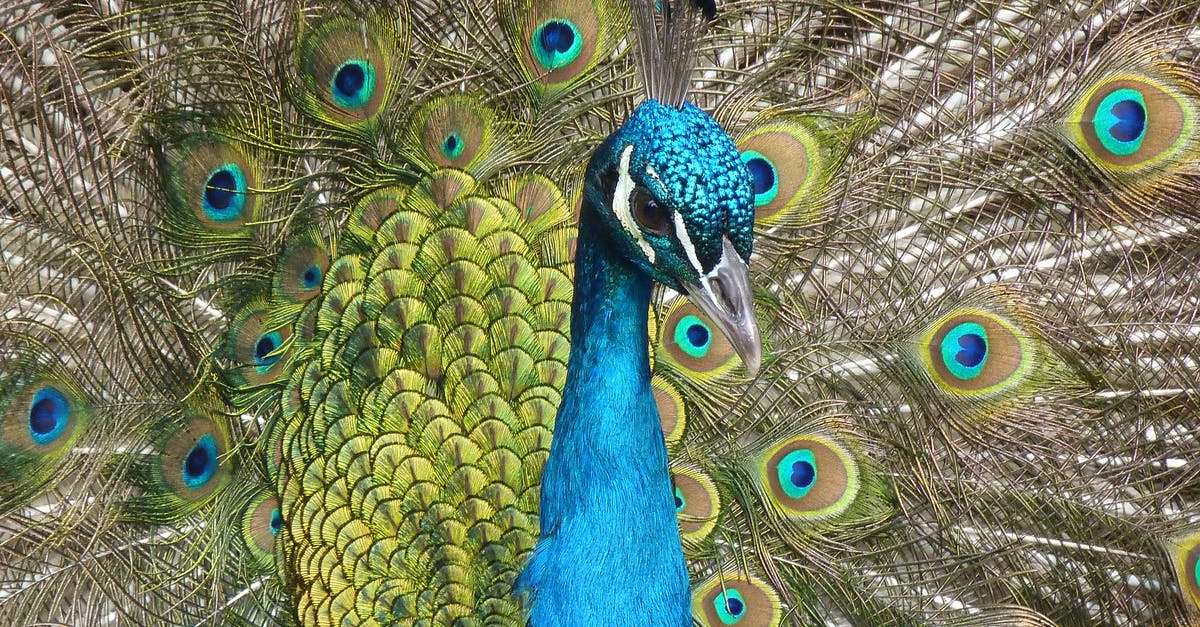 Peacock feather a prohibited item? - Blue Peacock