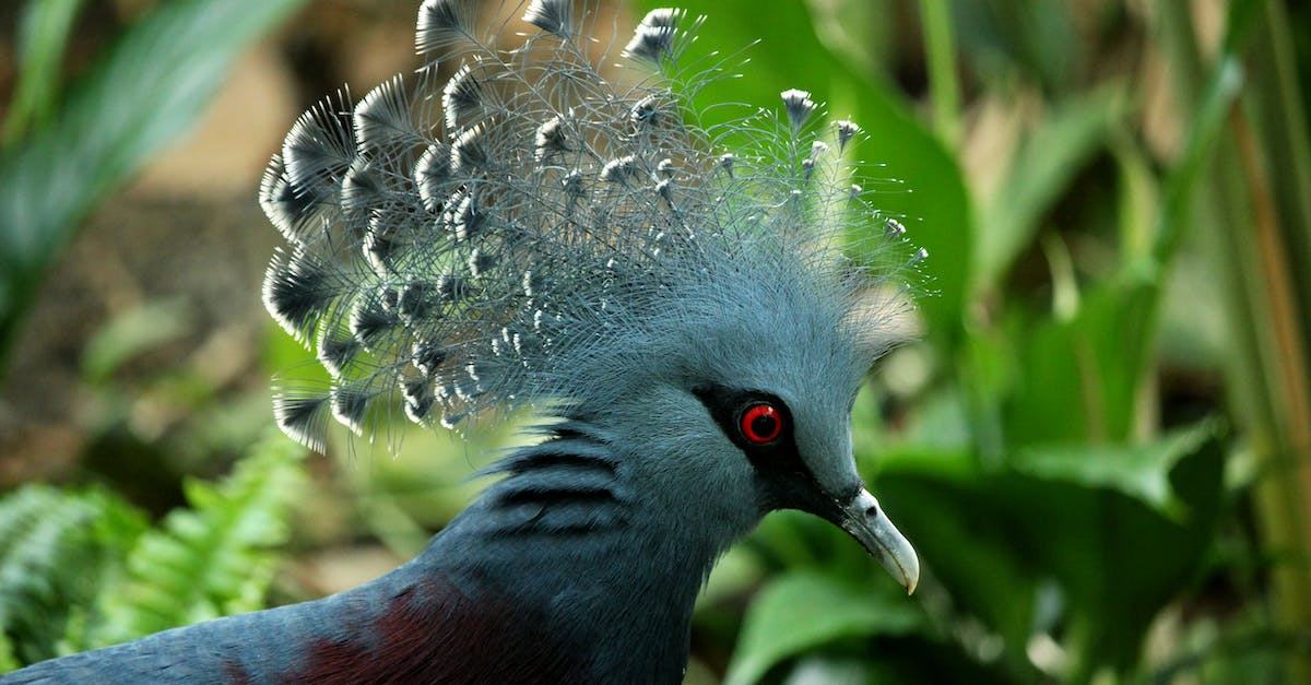 Peacock feather a prohibited item? - White Crowned Bird