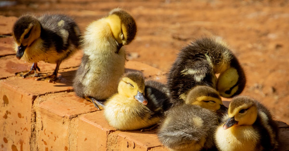 Pets outside of cages/kennels on planes? - Selective Focus Photo of Flock of Ducklings Perching on Gray Concrete Pavement