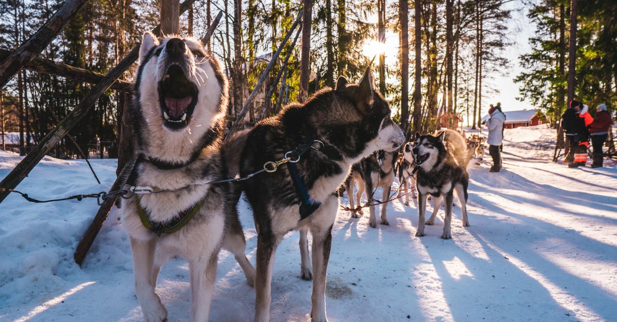 Pets outside of cages/kennels on planes? - Adult White and Black Siberian Husky Outdoor