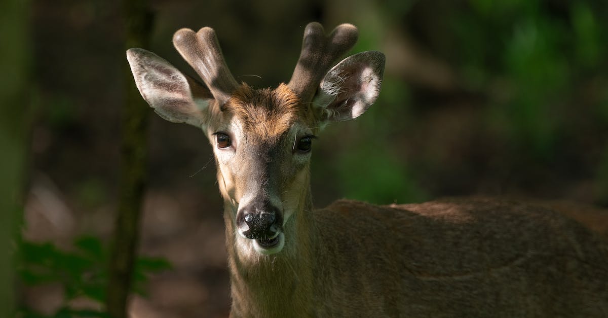 Photogenic Places Between Williamsburg, Virginia and Roanoke, Virginia along I64 - Close-Up Shot of a Virginia Deer