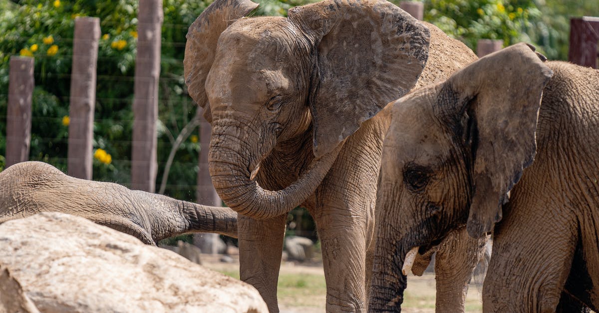 Place with well-treated elephants in Ko Samui/Chiang Mai? - Free stock photo of a better future for animals, african elephant, animal