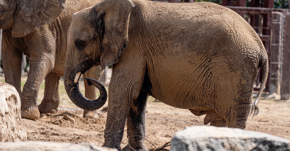 Place with well-treated elephants in Ko Samui/Chiang Mai? - Free stock photo of a better future for animals, african elephant, animal