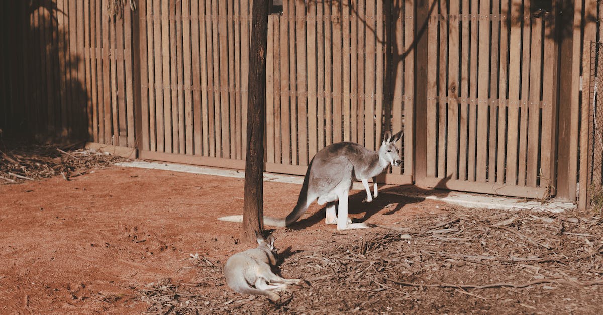Places to see wildlife near Melbourne - Photo of Kangaroos