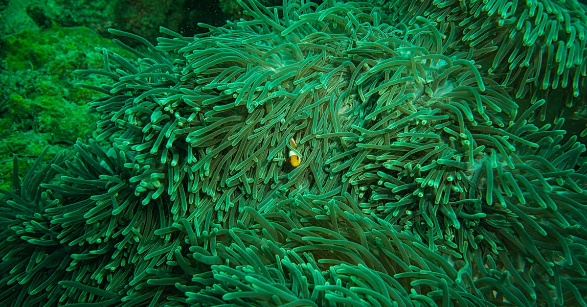 Portugal - snorkeling and fishing - Clown Fish Hiding Inside An Aquatic Plant